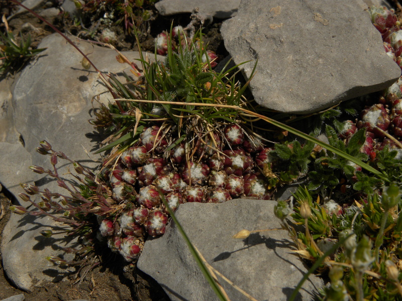 arachnoideum from Pic de les Tres Canaletes