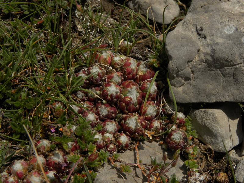 arachnoideum from Pic de les Tres Canaletes