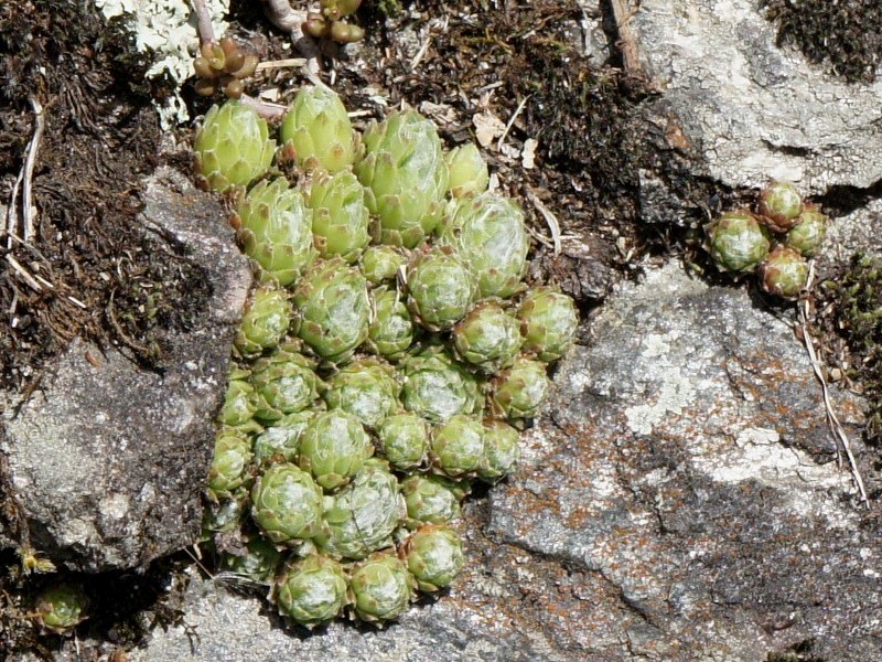 arachnoideum from Säbener Berg