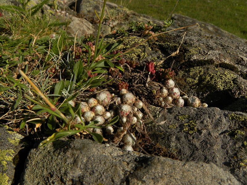 arachnoideum from Sant Maurici, Brücke