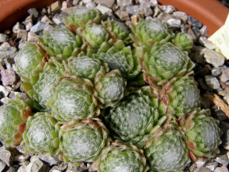 arachnoideum from Sion