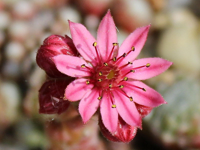 arachnoideum from Vispertal