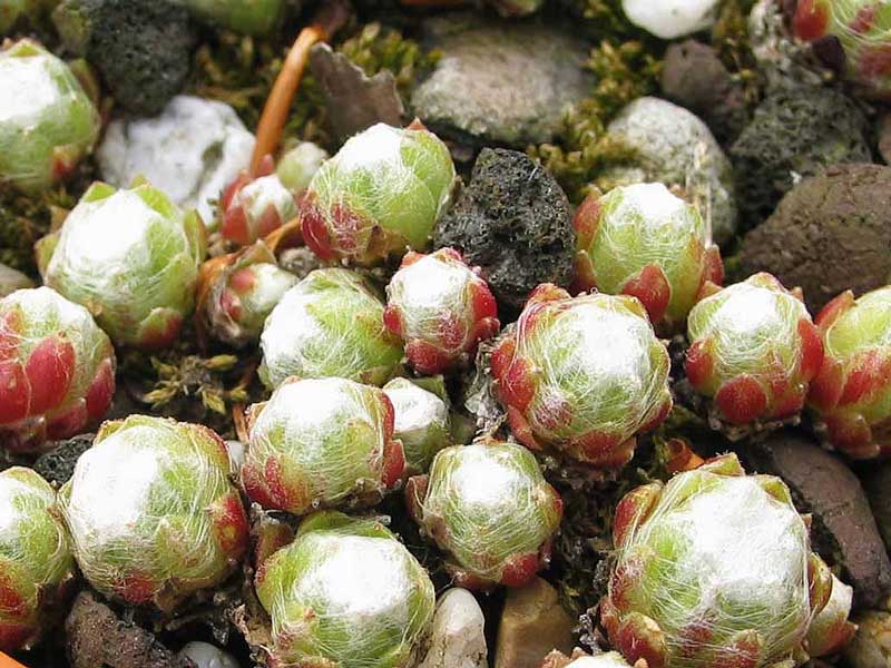 arachnoideum ssp. arachnoideum (doellianum)