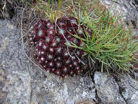 arachnoideum ssp. arachnoideum from Berninapass