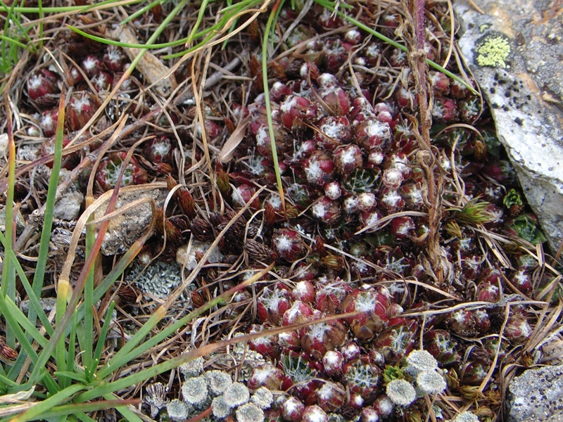 arachnoideum ssp. arachnoideum from Berninapass