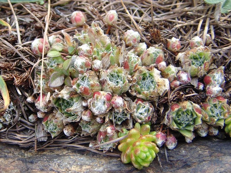 arachnoideum ssp. arachnoideum from Berninapass
