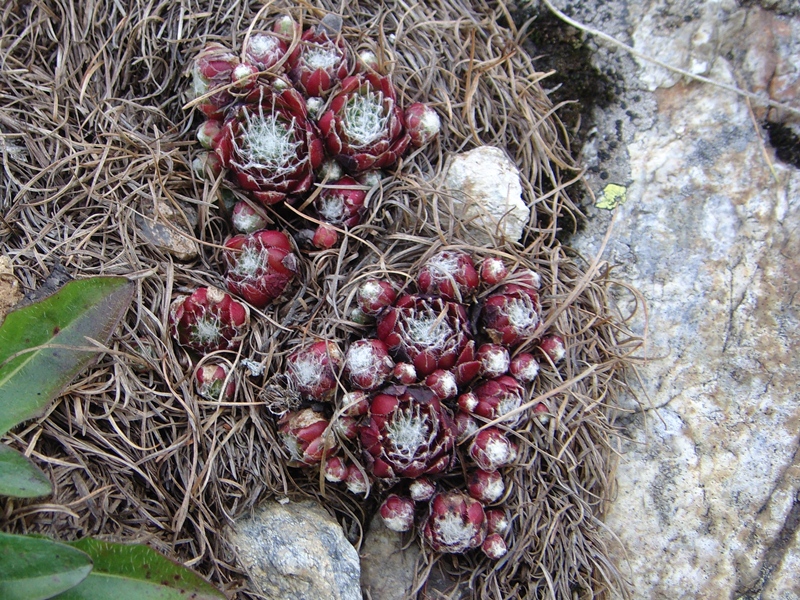 arachnoideum ssp. arachnoideum from Berninapass