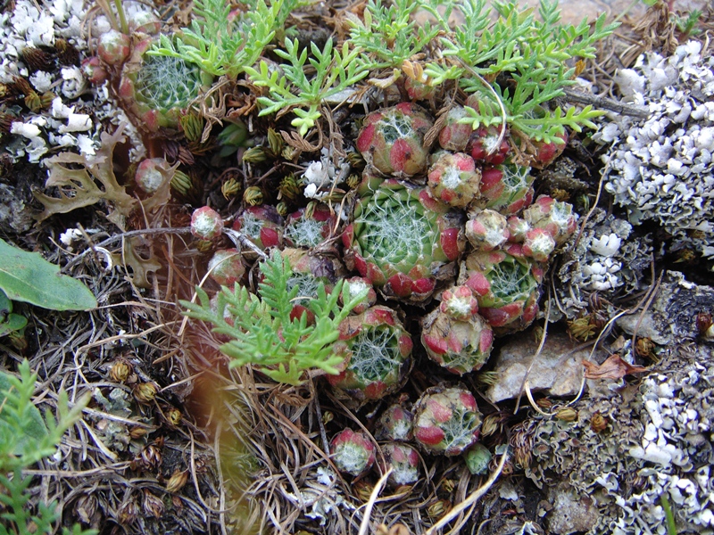 arachnoideum ssp. arachnoideum from Berninapass