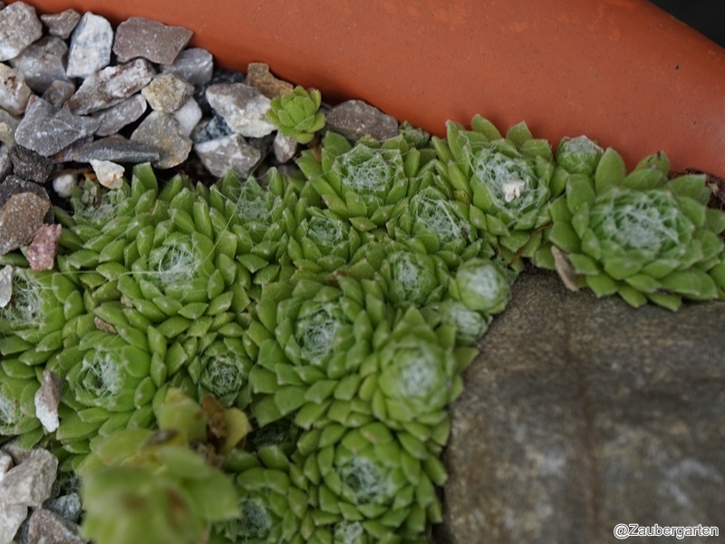 arachnoideum ssp. arachnoideum from Gornergrat (Riffelberg)