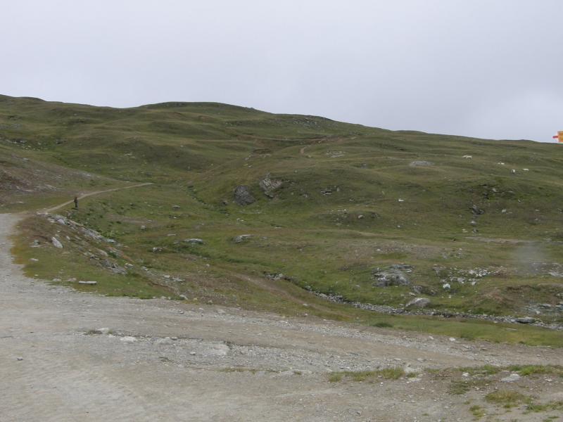 arachnoideum ssp. arachnoideum from Gornergrat (Riffelberg)