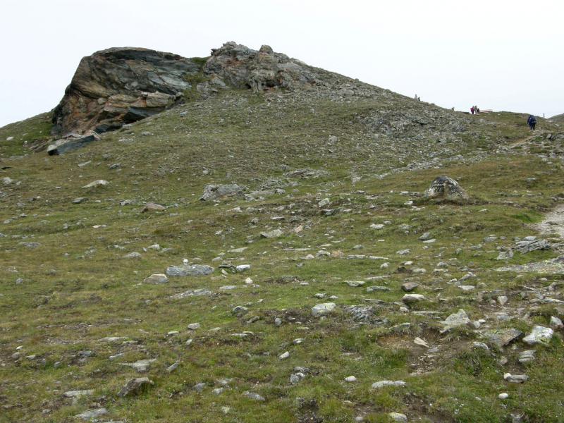 arachnoideum ssp. arachnoideum from Gornergrat (Rotenboden)
