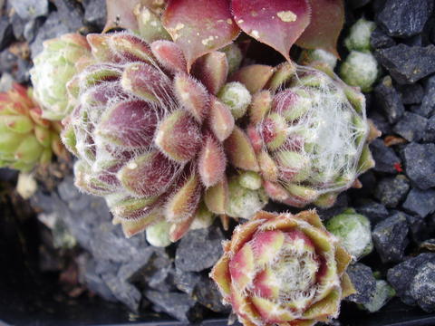 arachnoideum ssp. arachnoideum from Monte Padon