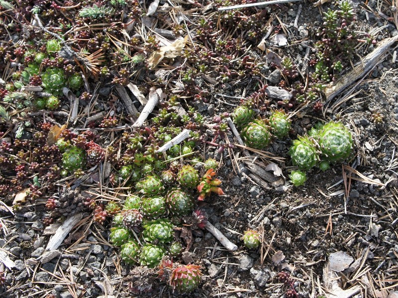 arachnoideum ssp. arachnoideum from Villnösstal (bei St. Jakob)