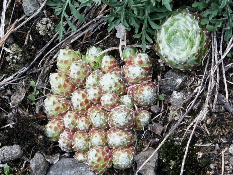arachnoideum ssp. arachnoideum from Villnösstal (bei St. Jakob)