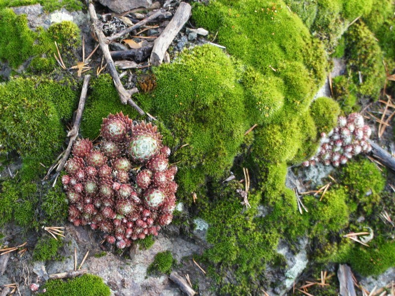 arachnoideum ssp. arachnoideum from Villnösstal (bei St. Jakob)