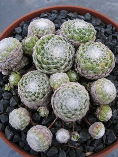 arachnoideum ssp. tomentosum (laggeri)