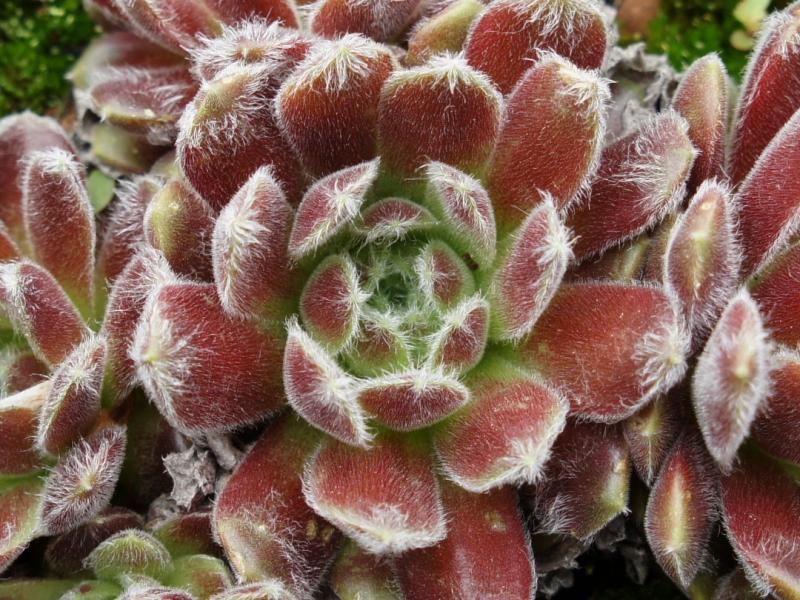 arachnoideum ssp. tomentosum (moggridgei)