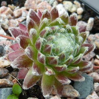 arachnoideum ssp. tomentosum (moggridgei)