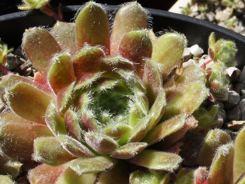 arachnoideum ssp. tomentosum (moggridgei)