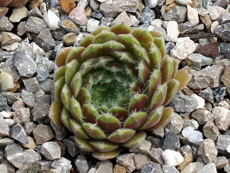 arachnoideum ssp. tomentosum (moggridgei)