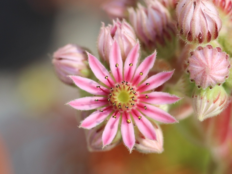 arachnoideum ssp. tomentosum (webbianum)
