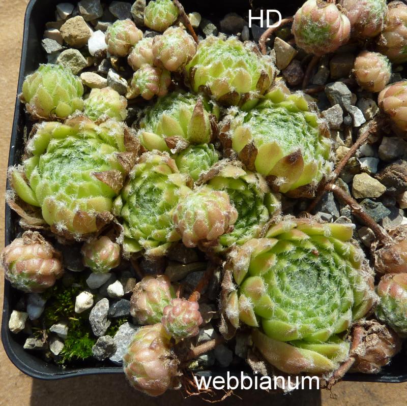 arachnoideum ssp. tomentosum (webbianum)
