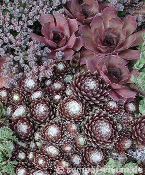 arachnoideum ssp. tomentosum from Belloch