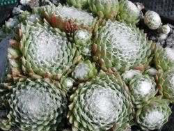 arachnoideum ssp. tomentosum from Belloch