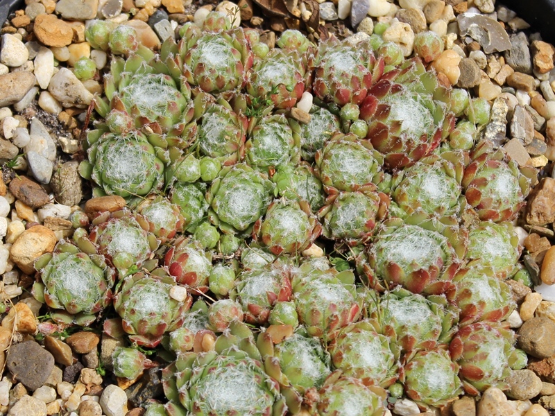 arachnoideum ssp. tomentosum from Gorges de Bergue