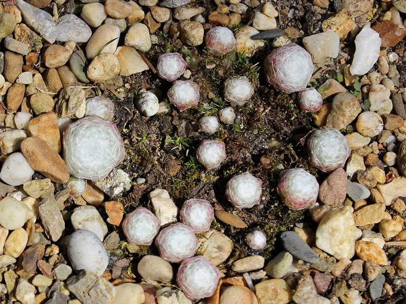arachnoideum ssp. tomentosum from Gorges de Daluis