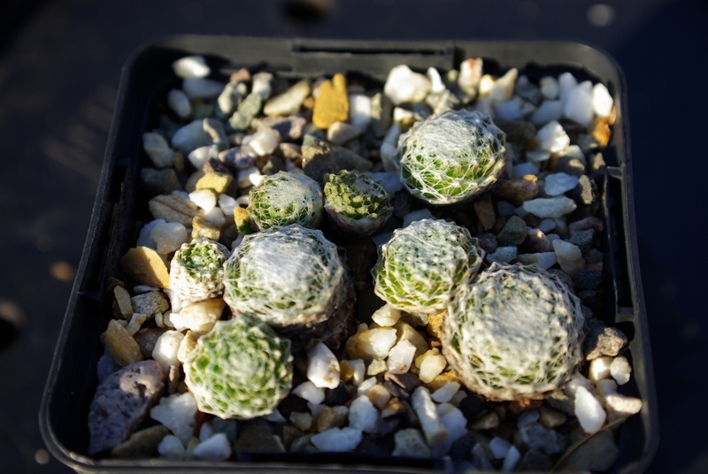 arachnoideum ssp. tomentosum from Gorges de Daluis