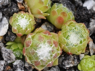 arachnoideum ssp. tomentosum from Latsch