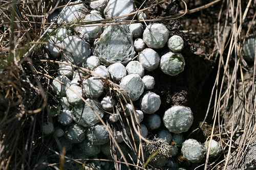 arachnoideum ssp. tomentosum from Le Pervendoux