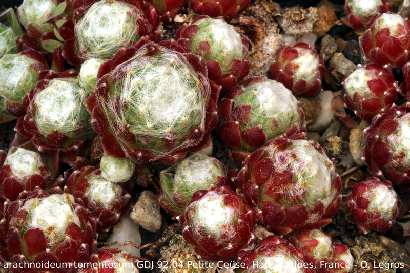arachnoideum ssp. tomentosum from Pétite Ceüse