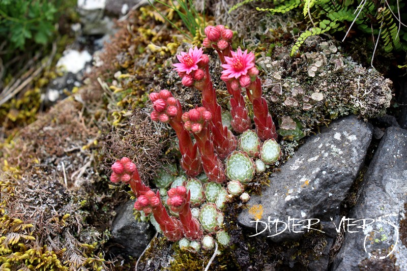 arachnoideum ssp. tomentosum from Rocher de Bonnevie