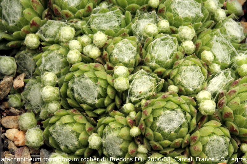 arachnoideum ssp. tomentosum from Rocher du Bredons