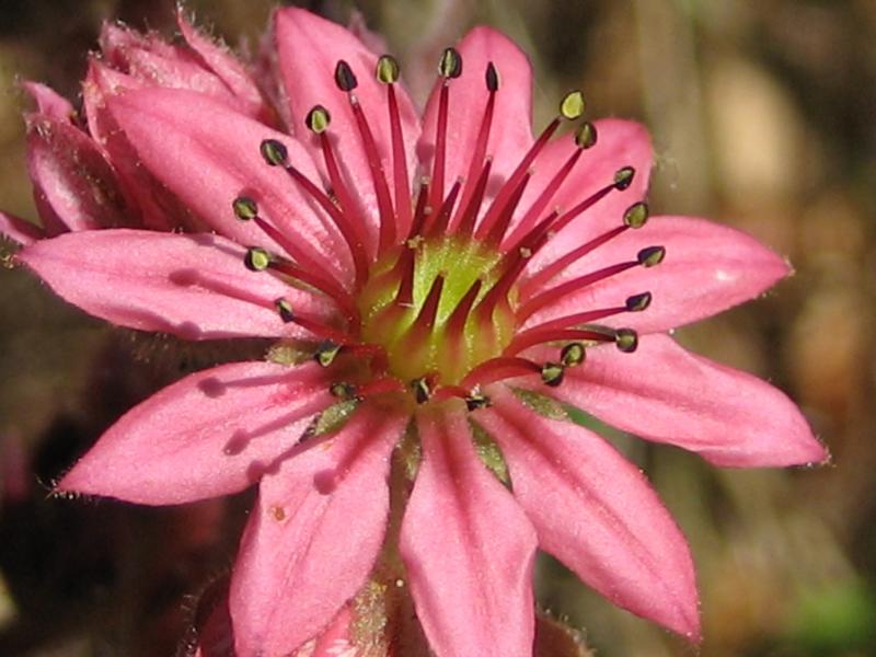 arachnoideum ssp. tomentosum