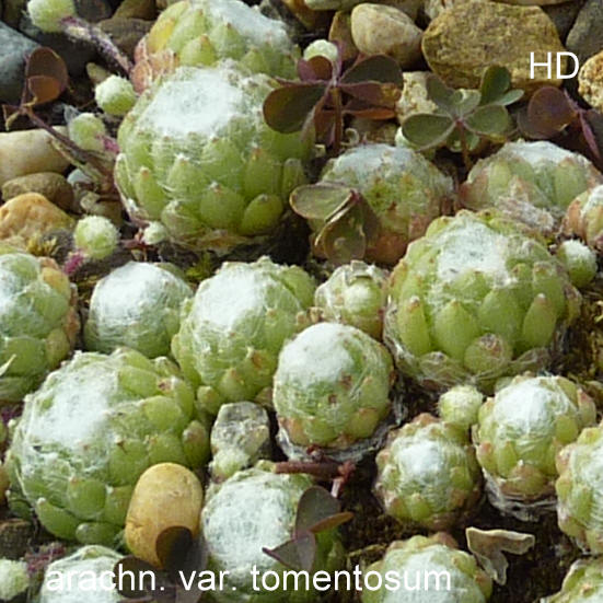 arachnoideum ssp. tomentosum