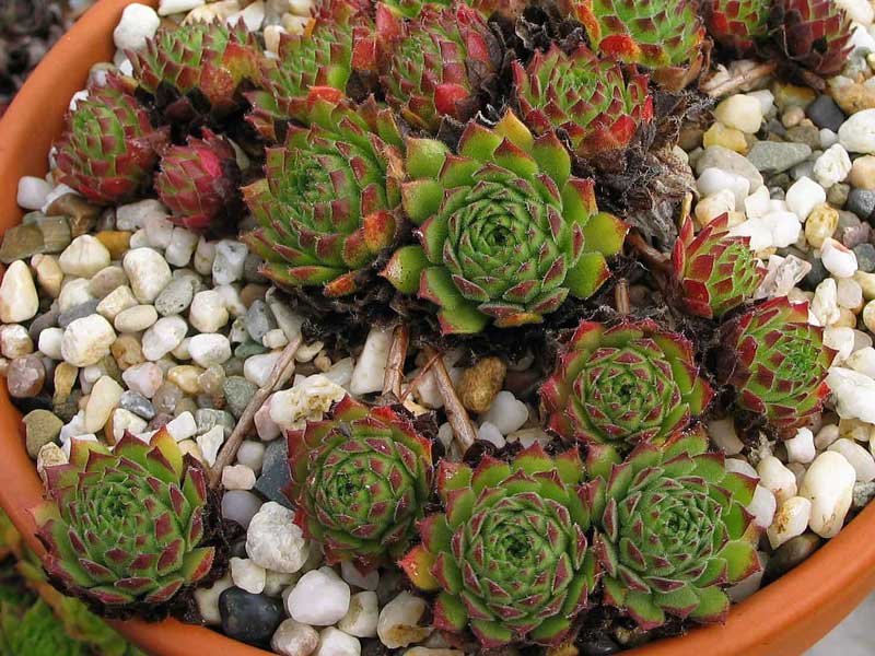 arachnoideum x S. montanum x S. grandiflorum from Valle Locana