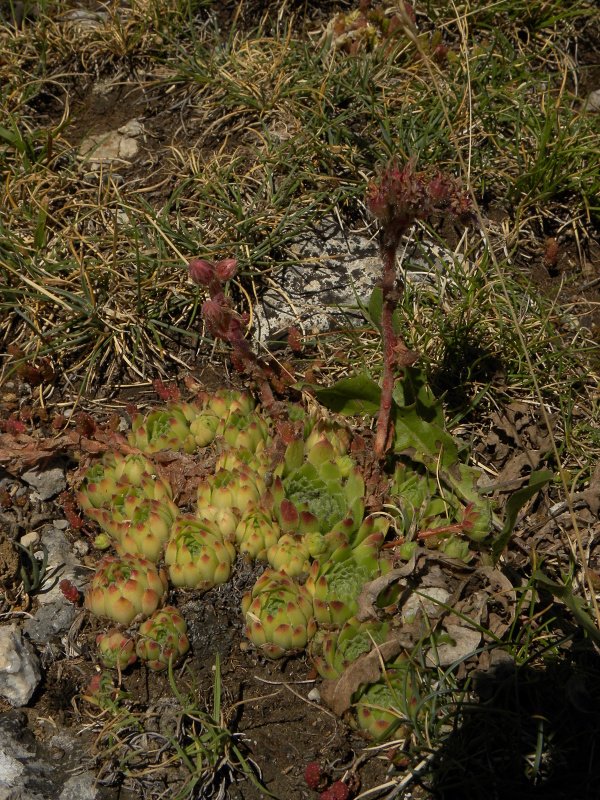 arachnoideum x S. montanum x S. tectorum from Col du Pourtalet, 1795m