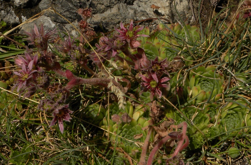 arachnoideum x S. montanum x S. tectorum from Col du Pourtalet, 1795m