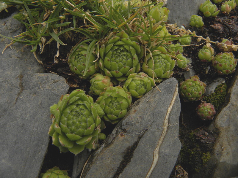 arachnoideum x S. montanum x S. tectorum from Petit Pimené, Abhang