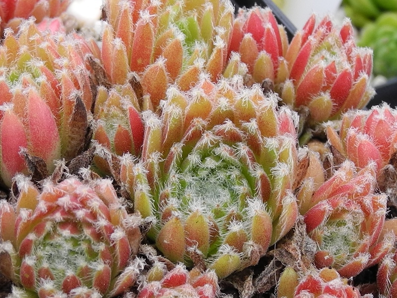 arachnoideum x S. ossetiense