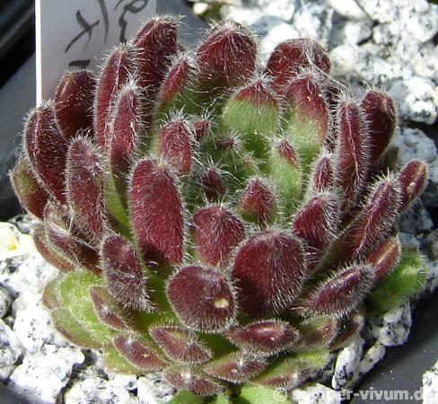 arachnoideum x S. pittonii F1