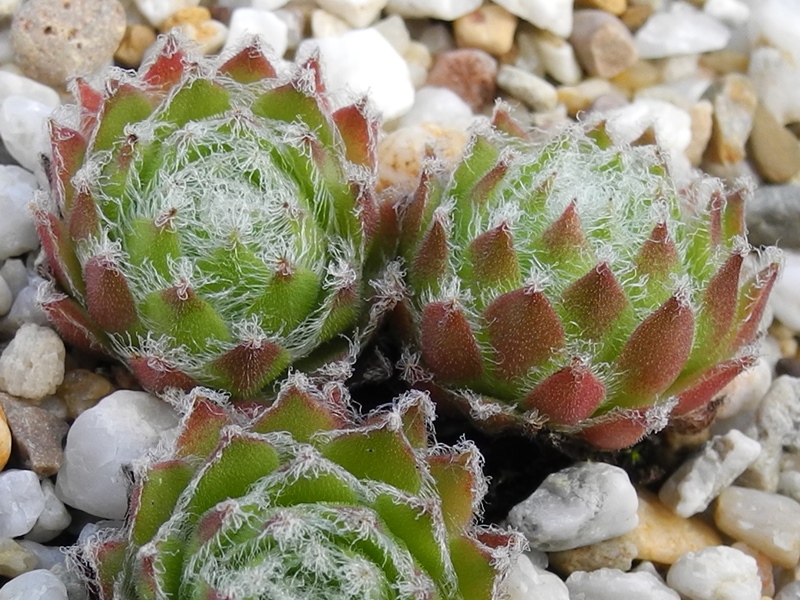arachnoideum x S. pittonii F1