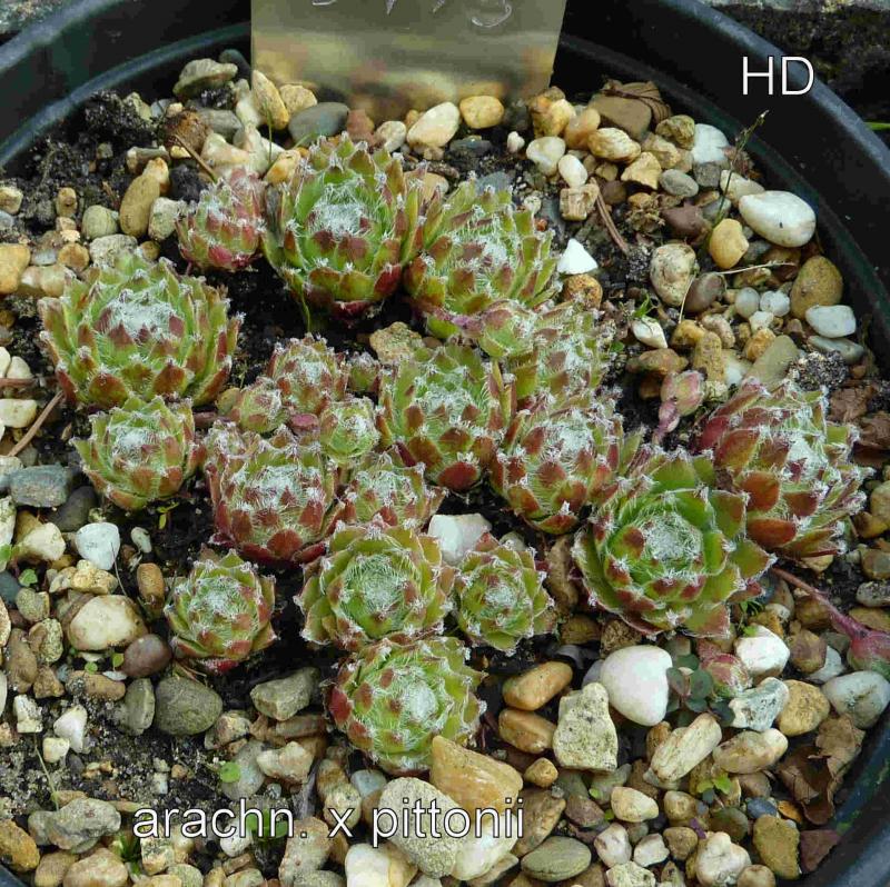 arachnoideum x S. pittonii F1