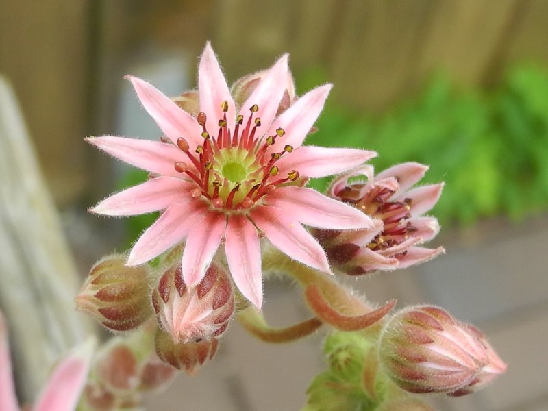 arachnoideum x S. pittonii F1