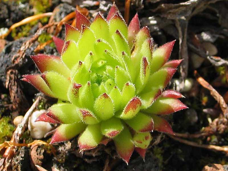 arachnoideum x S. pittonii