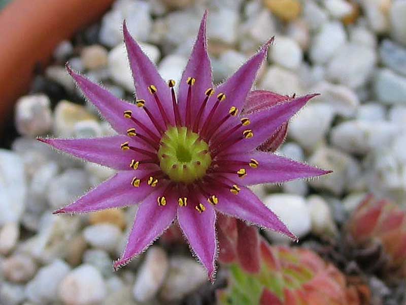 arachnoideum x S. pittonii