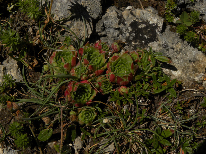 arachnoideum x S. tectorum from Col du Pourtalet, 1795m